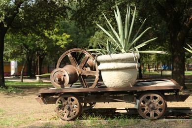 Photo of Pot with tropical palm on cart in park