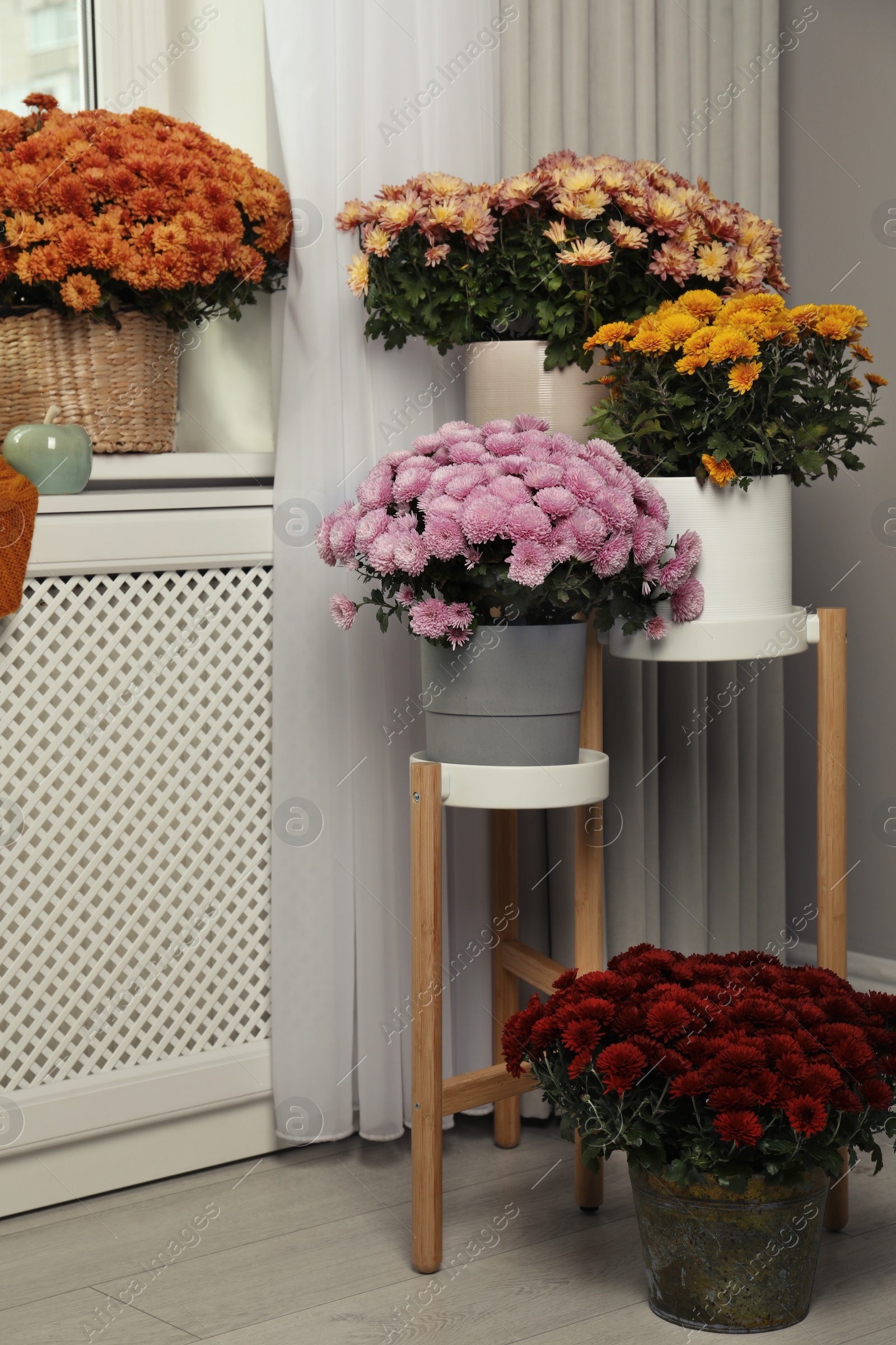 Photo of Beautiful chrysanthemum flowers and decor in room