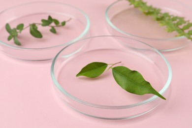 Petri dishes with different plants on pink background, closeup