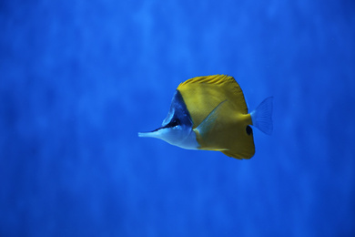 Photo of Beautiful yellow longnose butterfly fish in clear toned blue aquarium