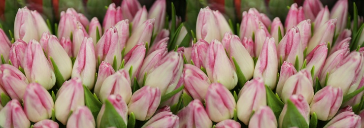 Image of Fresh bouquet of beautiful tulips, closeup. Horizontal banner design