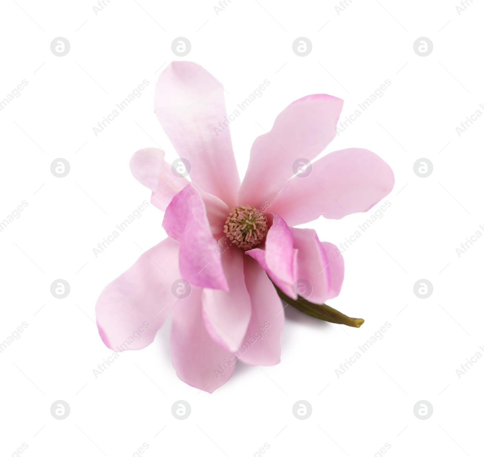 Photo of Beautiful pink magnolia flower isolated on white