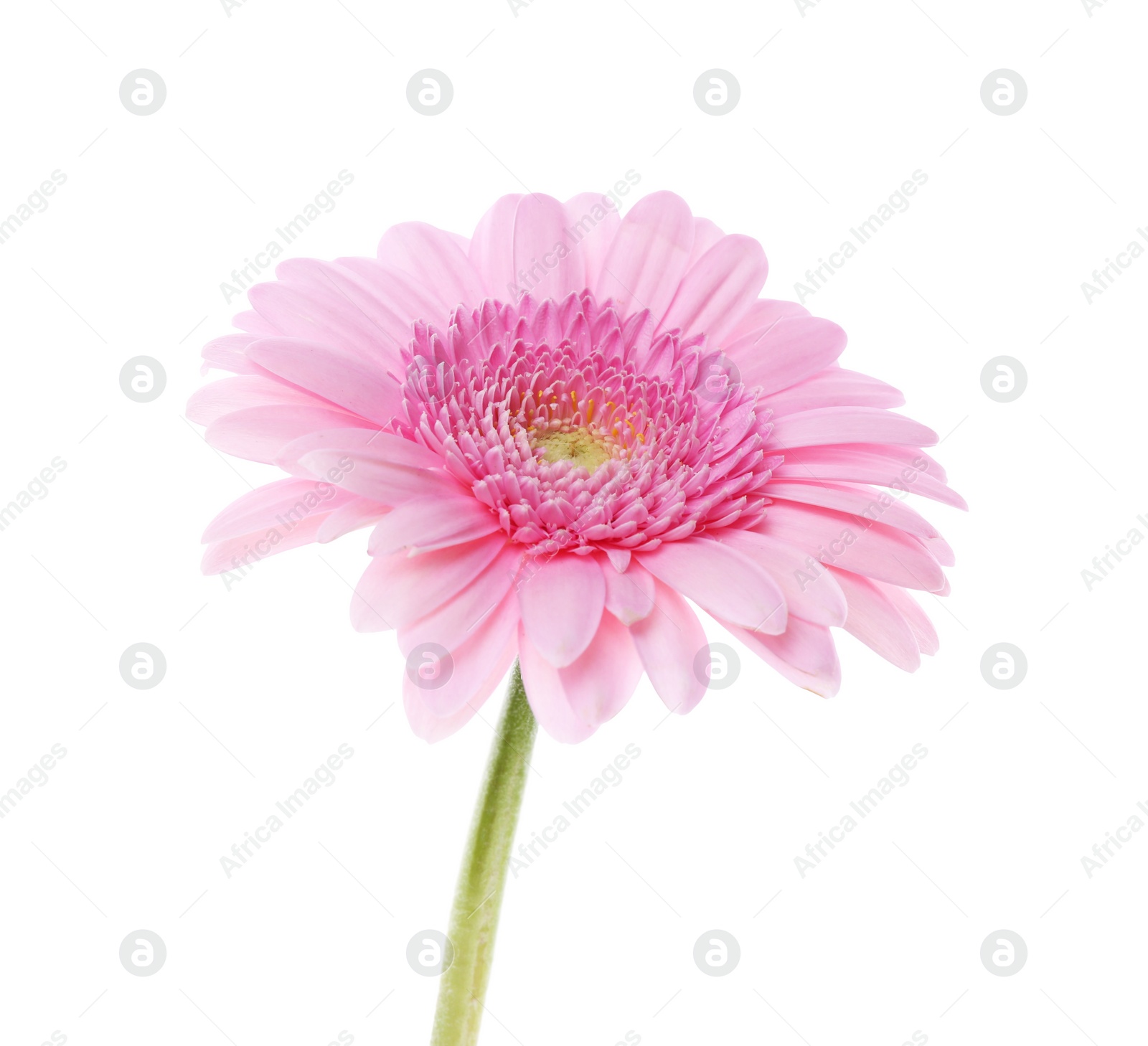 Photo of One beautiful pink gerbera flower isolated on white