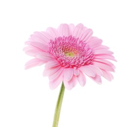 Photo of One beautiful pink gerbera flower isolated on white