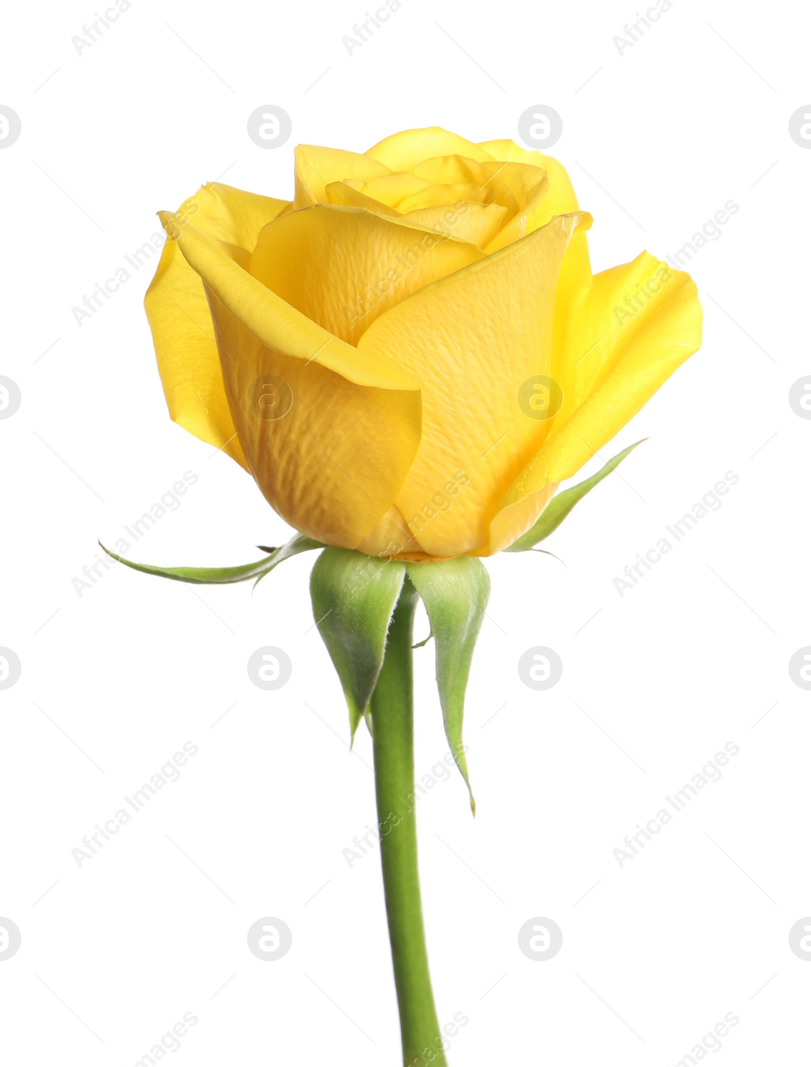 Photo of One beautiful yellow rose isolated on white