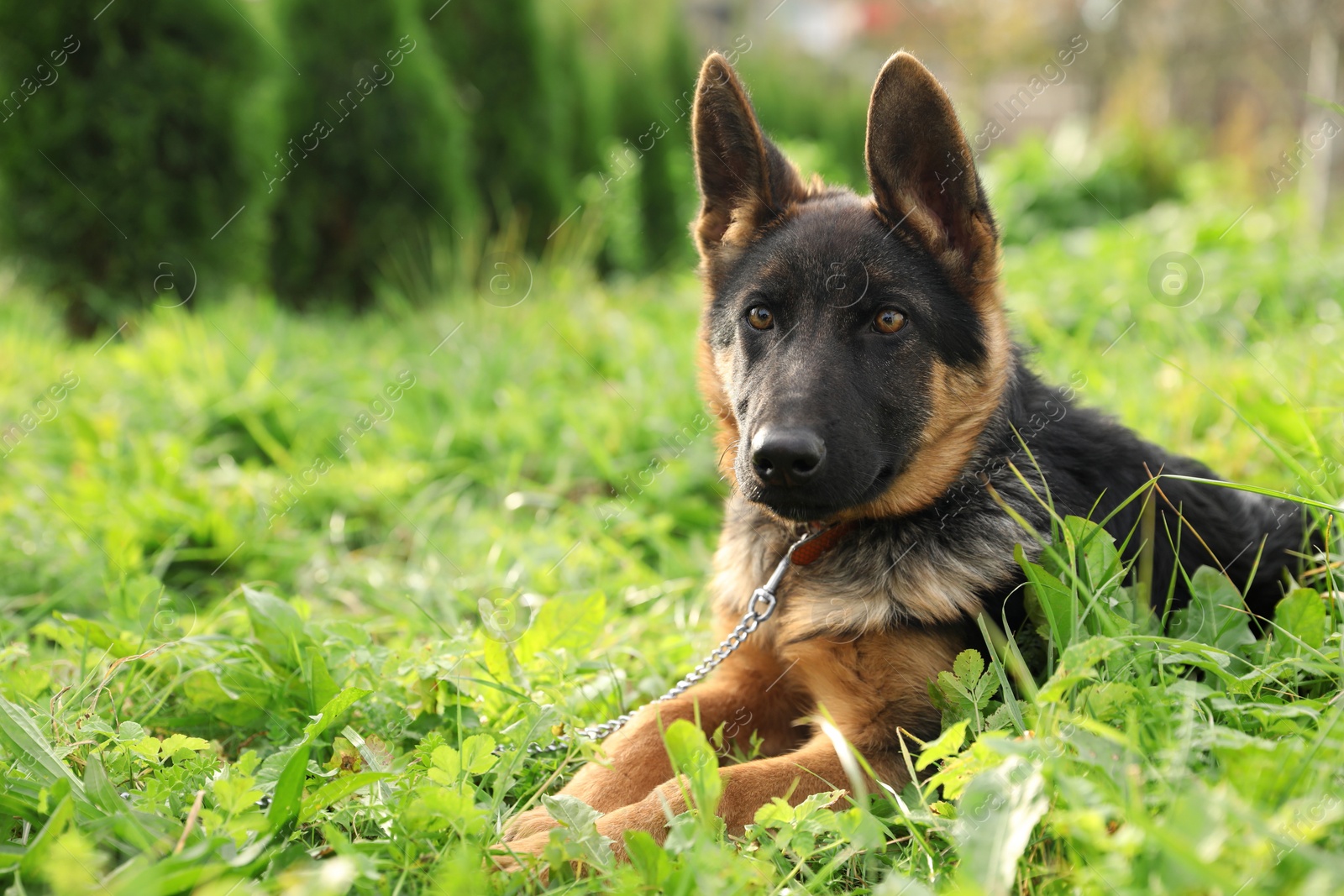 Photo of Cute German shepherd puppy on green grass outdoors, space for text