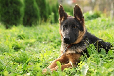 Photo of Cute German shepherd puppy on green grass outdoors, space for text