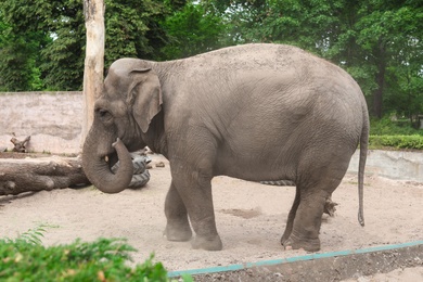 Photo of Beautiful elephant in zoological garden. Wild animal