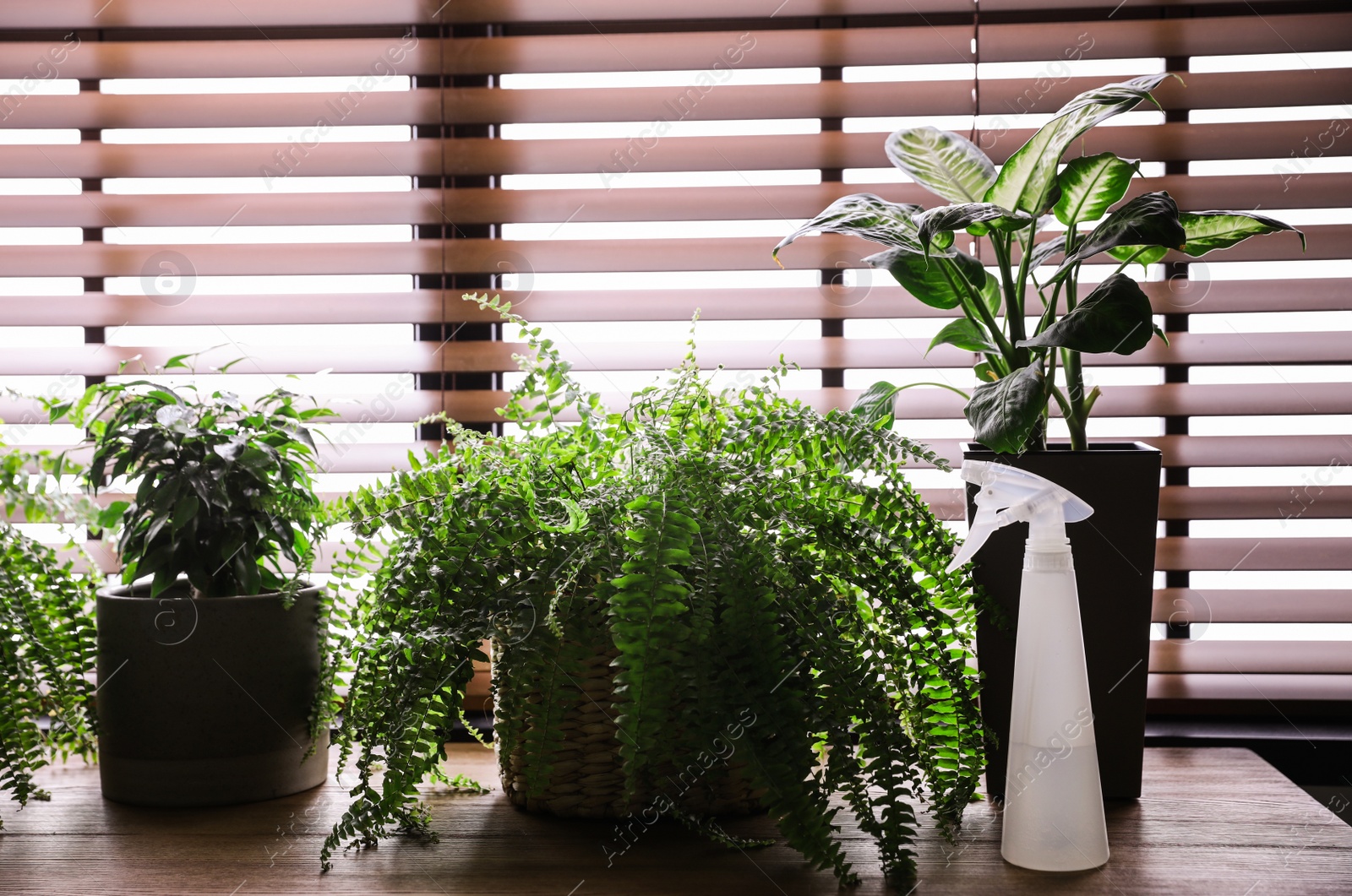 Photo of Beautiful plants and spray bottle on wooden table. Home decor