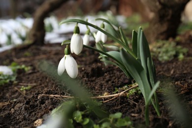 Beautiful blooming snowdrops growing outdoors. Spring flowers