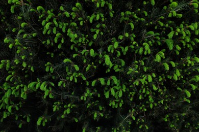 Photo of Beautiful green coniferous tree as background, closeup