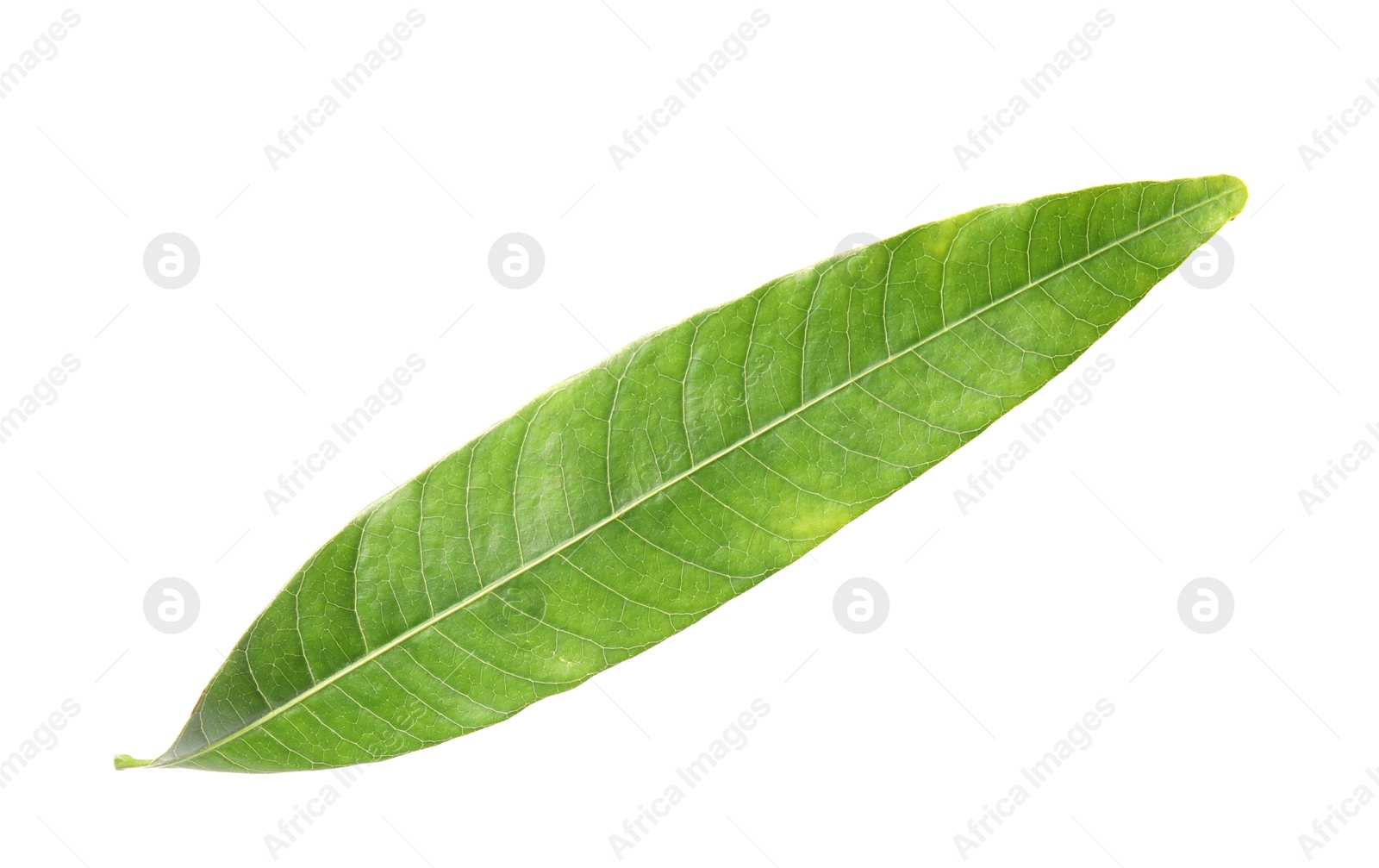 Photo of Fresh green mango leaf on white background