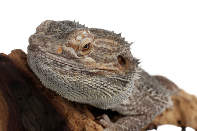 Bearded lizard (Pogona barbata) and tree branch isolated on white, closeup. Exotic pet