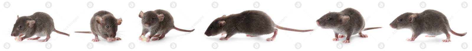 Image of Small rats on white background, collage. Pest control 