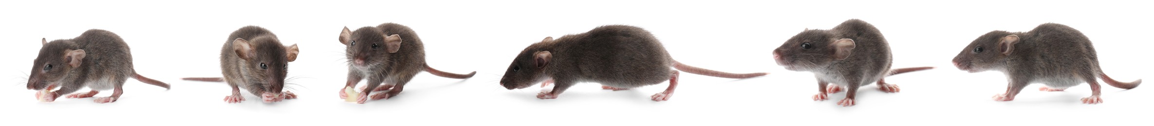 Image of Small rats on white background, collage. Pest control 