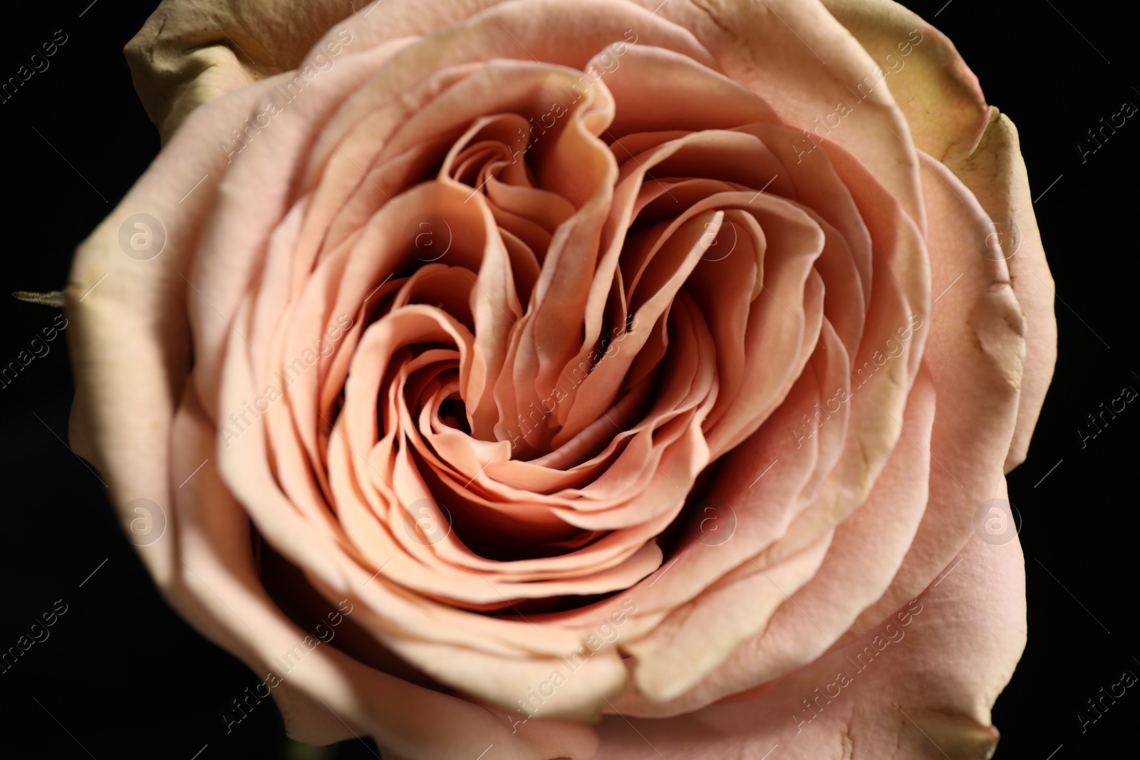 Photo of Beautiful fresh rose on dark background, closeup