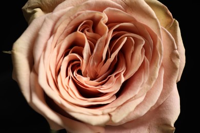 Beautiful fresh rose on dark background, closeup