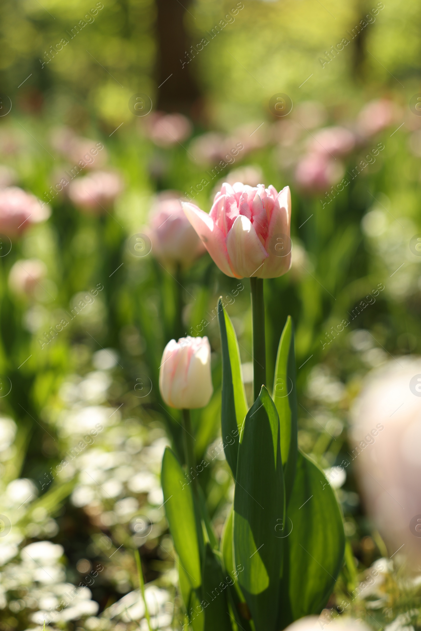 Photo of Beautiful pink tulips growing outdoors on sunny day