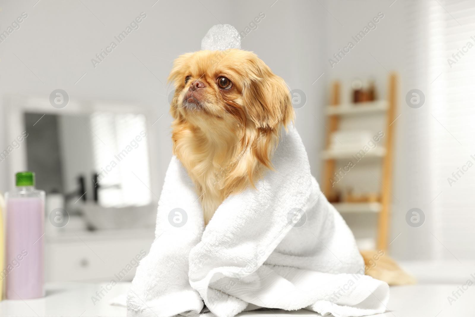 Photo of Cute Pekingese dog with towel and shampoo bubbles on head in bathroom. Pet hygiene