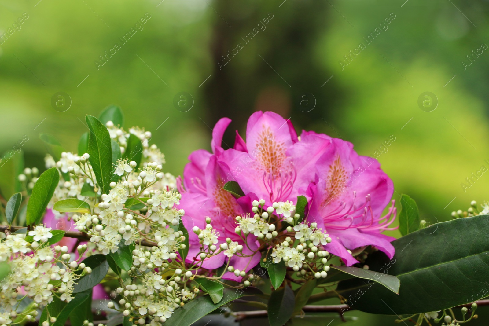 Photo of Beautiful pink and white flowers in garden, closeup