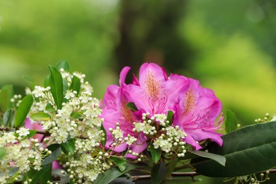 Beautiful pink and white flowers in garden, closeup