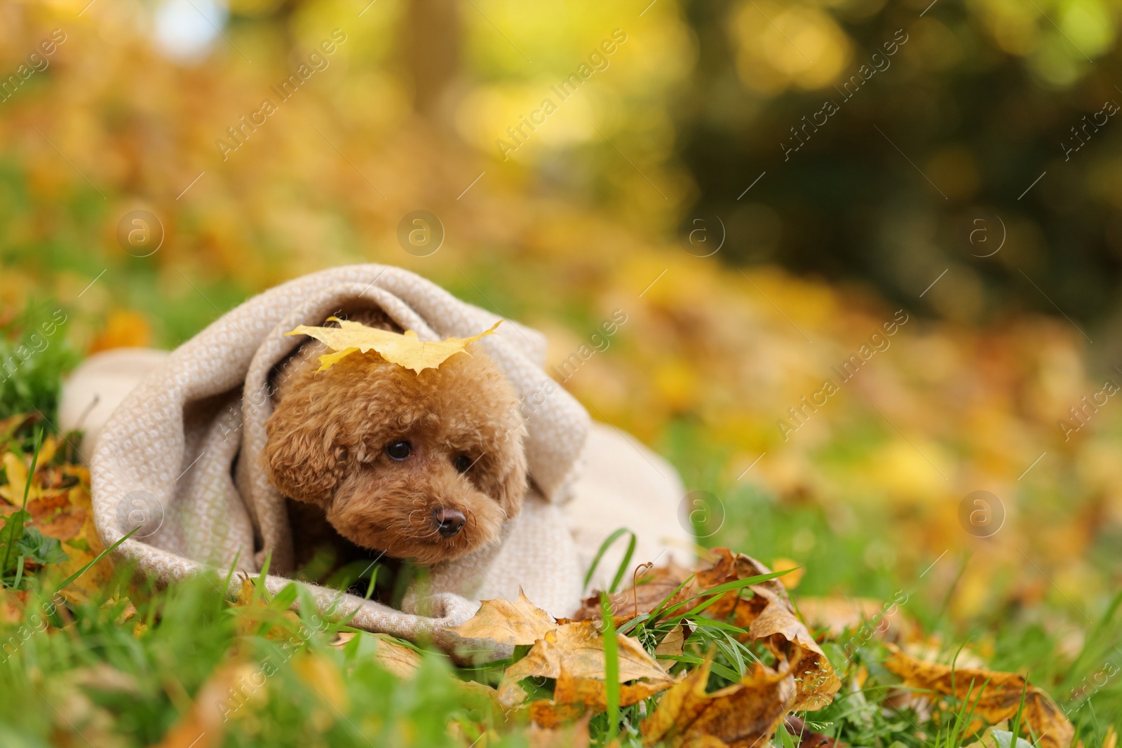 Photo of Cute Maltipoo dog wrapped in blanket in autumn park, space for text