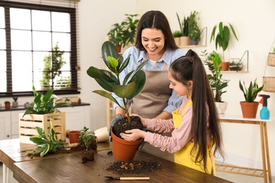 Mother and daughter taking care of plant at home