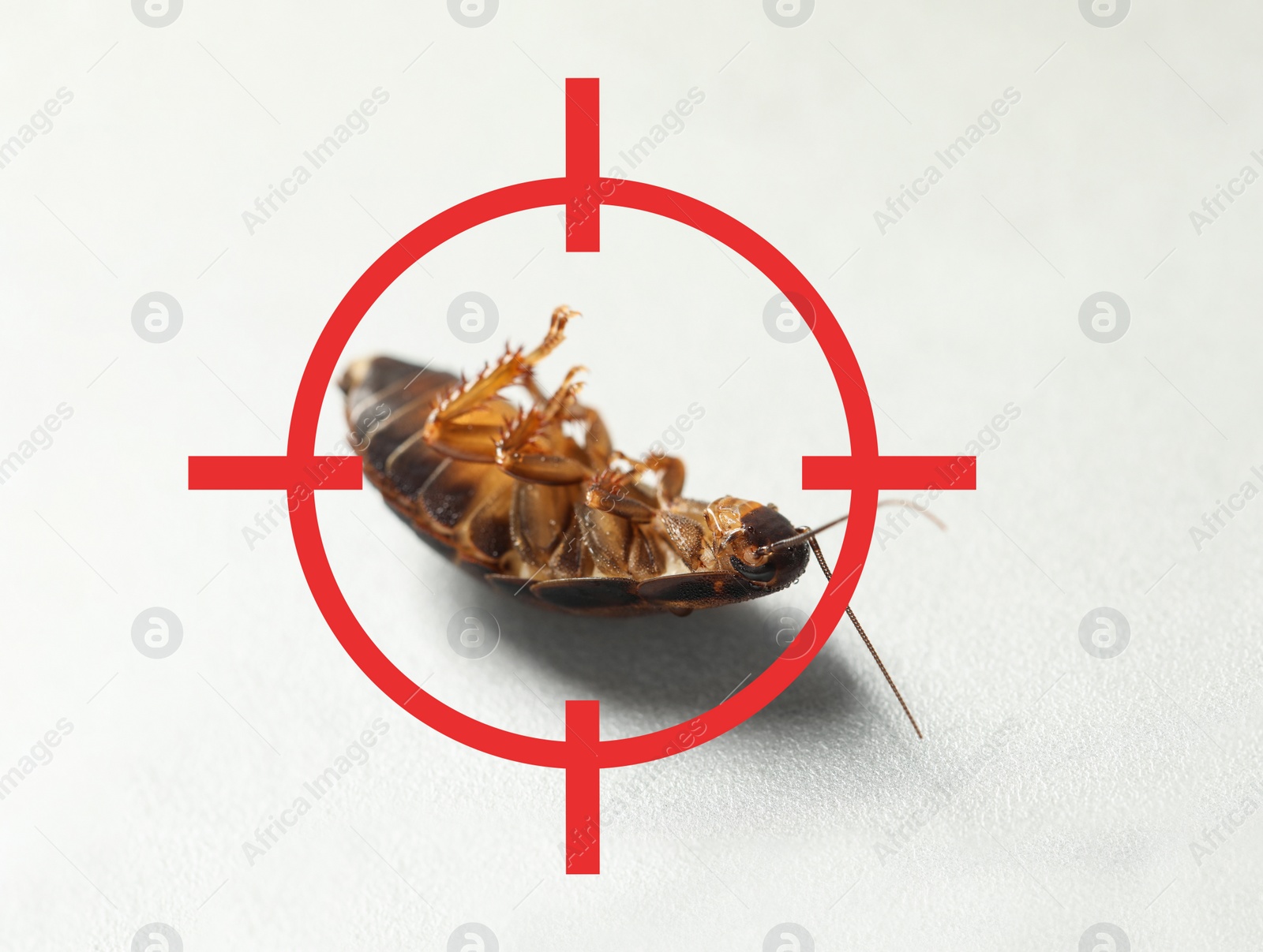 Image of Dead cockroach with red target symbol on light surface. Pest control
