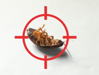 Image of Dead cockroach with red target symbol on light surface. Pest control