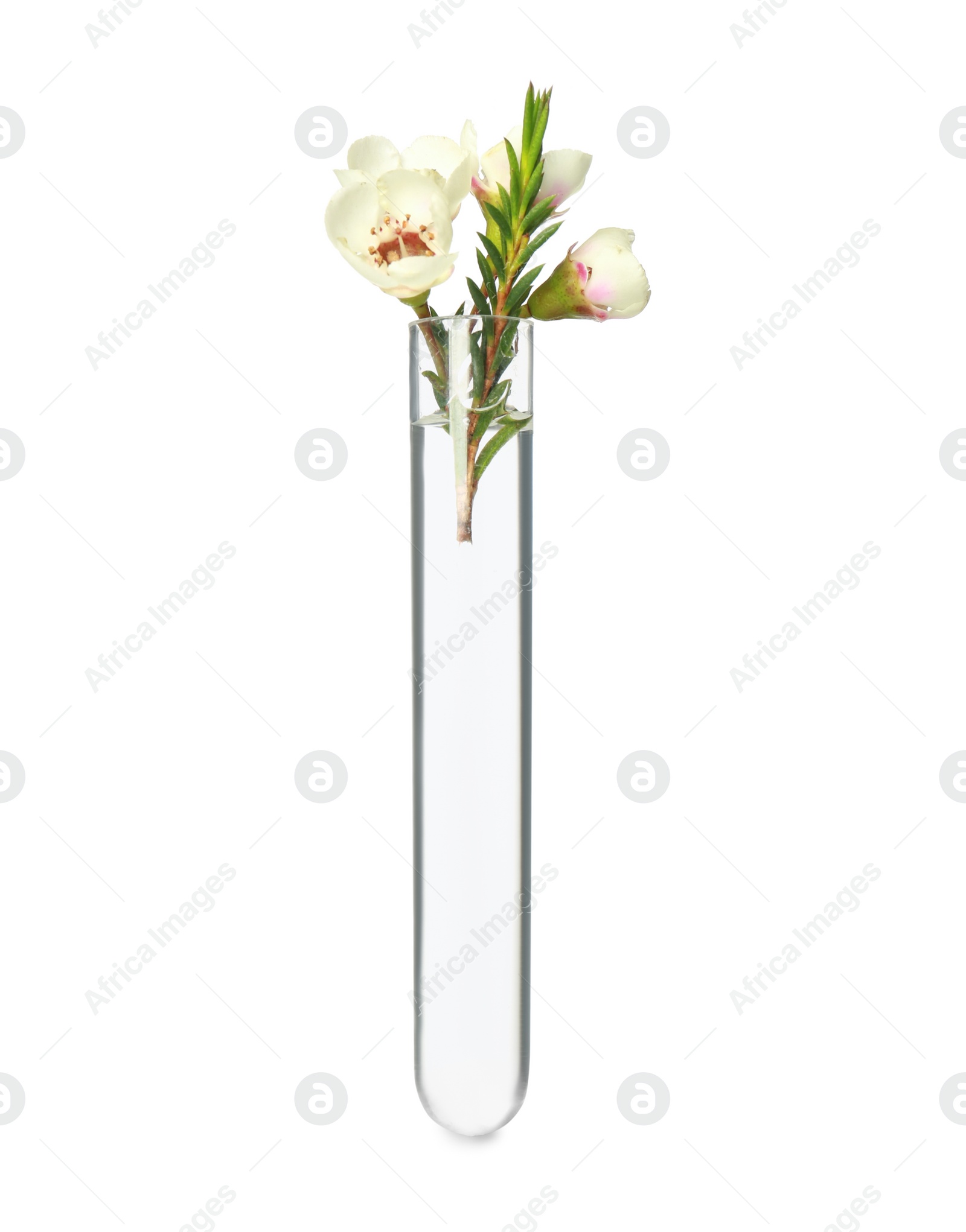 Photo of Chamelaucium flowers in test tube on white background
