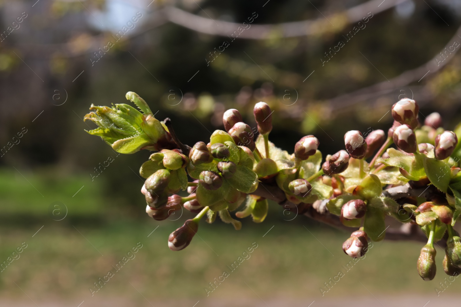Photo of Branch of blossoming cherry tree on sunny day, closeup