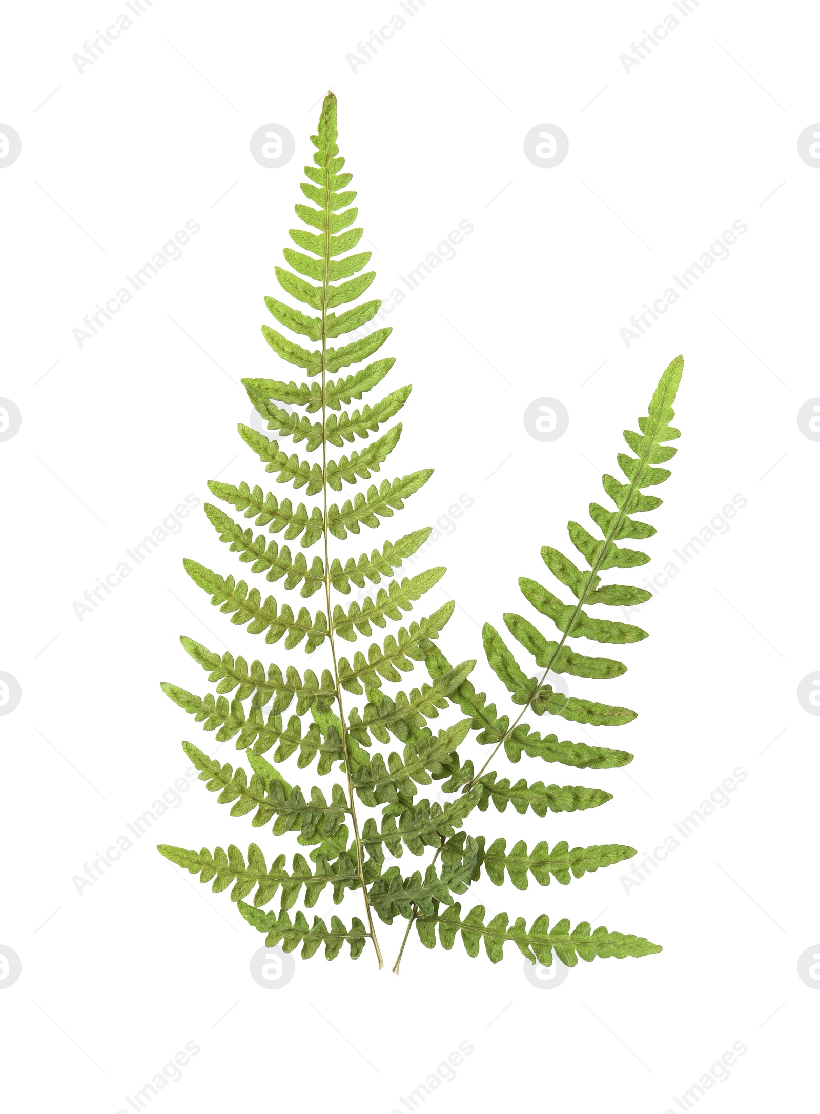 Photo of Dried fern leaves on white background, top view