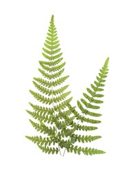 Dried fern leaves on white background, top view