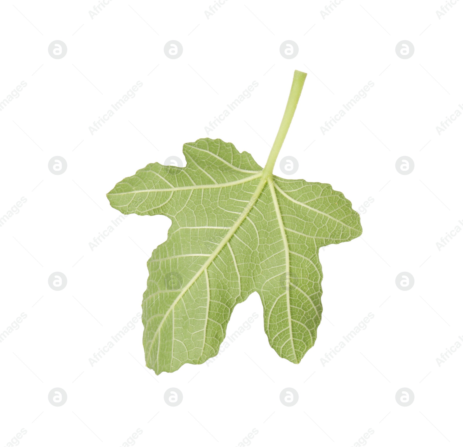 Photo of One green leaf of fig tree isolated on white