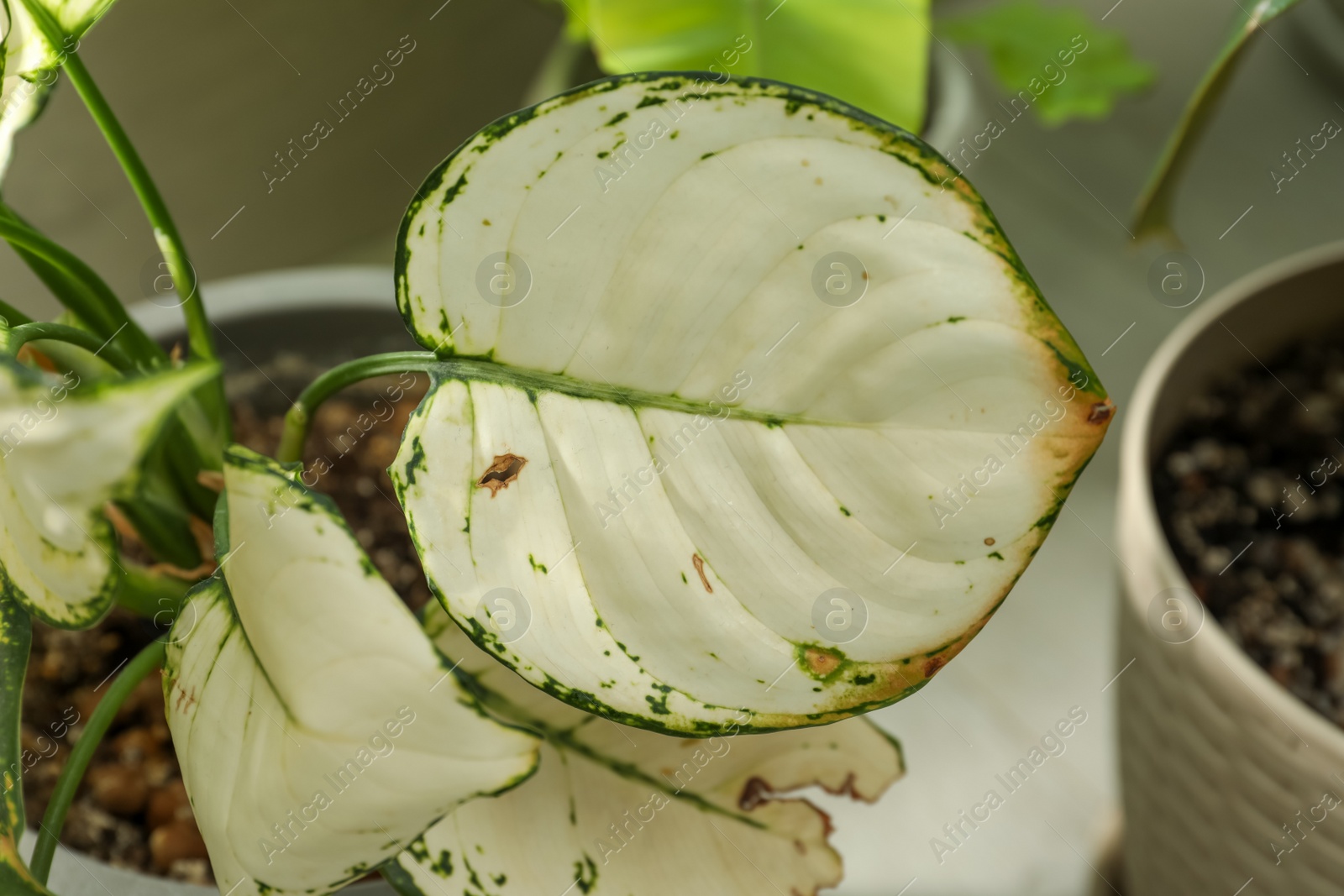 Photo of Houseplant with leaf blight disease, closeup view