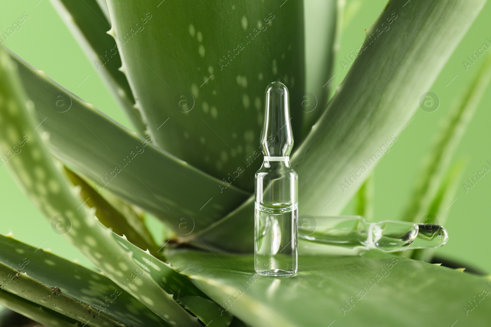 Photo of Skincare ampoules on aloe vera against light green background, closeup