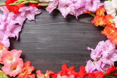 Flat lay composition with beautiful gladiolus flowers on dark wooden background. Space for text