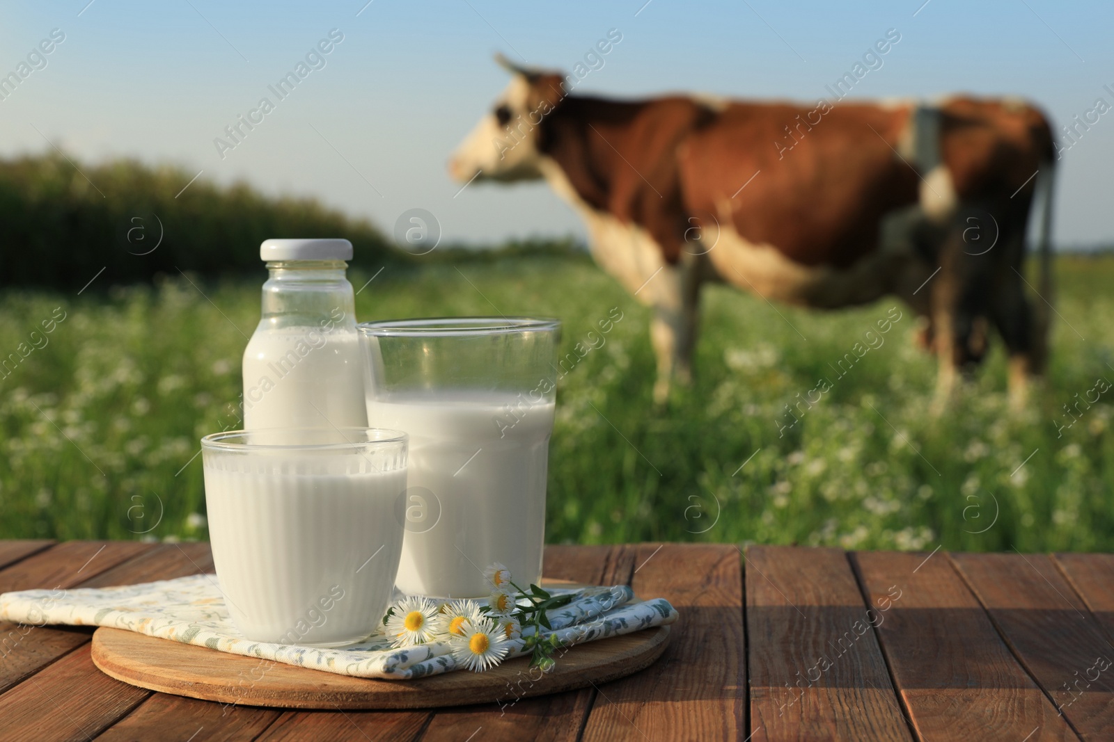 Photo of Milk with camomiles on wooden table and cow grazing in meadow