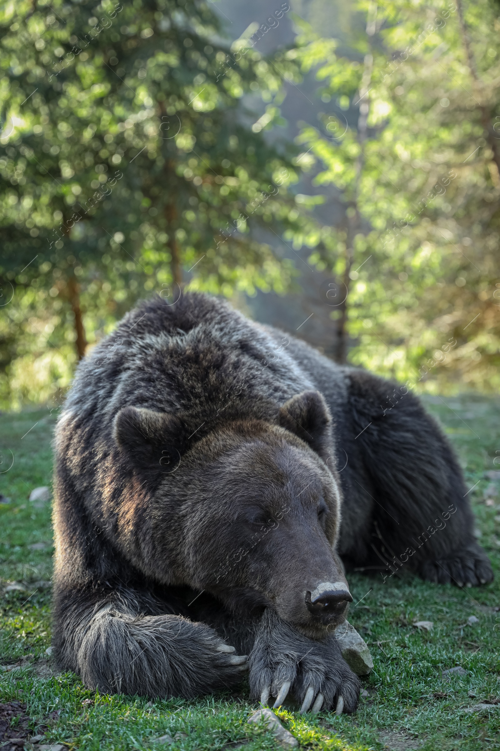 Photo of Adorable brown bear in forest. Wild animal