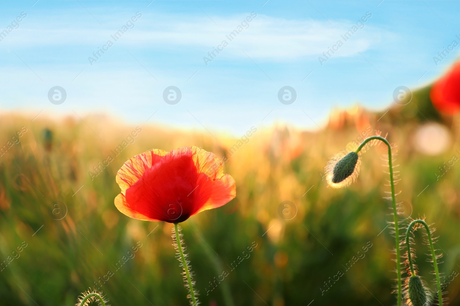 Photo of Beautiful blooming red poppy flower in field on sunny day