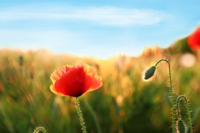 Beautiful blooming red poppy flower in field on sunny day