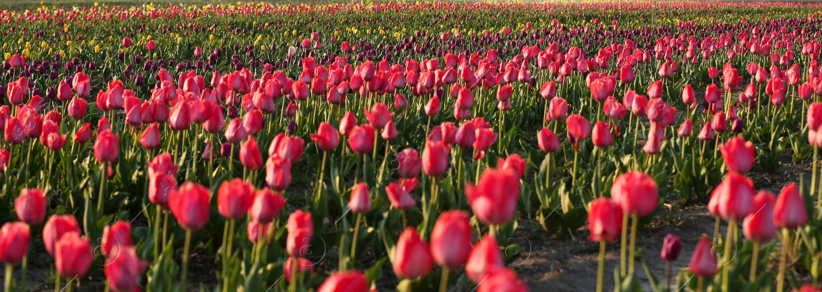 Photo of Field with fresh beautiful tulips. Blooming flowers