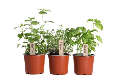 Photo of Different aromatic potted herbs isolated on white