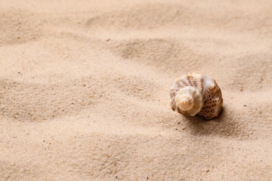 Photo of Beautiful seashell on beach sand, space for text. Summer vacation