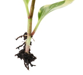 Photo of Root of houseplant seedling isolated on white