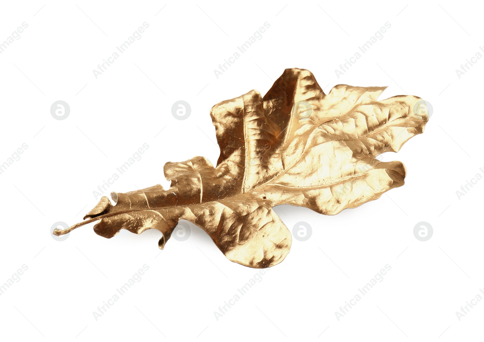 Photo of One golden oak leaf isolated on white. Autumn season