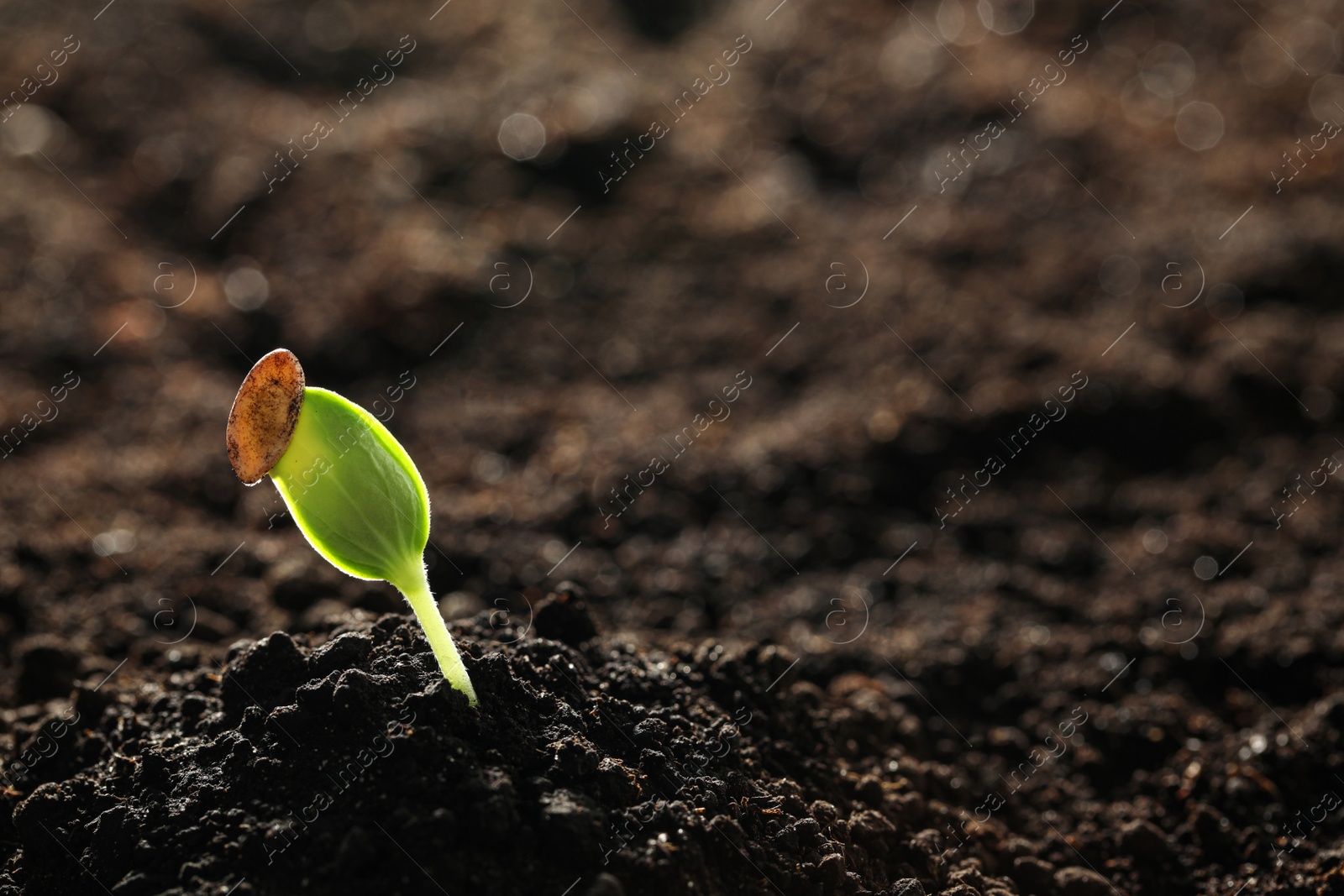 Photo of Young vegetable seedling growing in soil outdoors, space for text