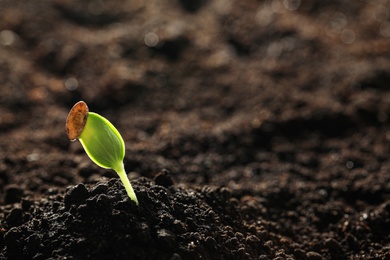 Young vegetable seedling growing in soil outdoors, space for text