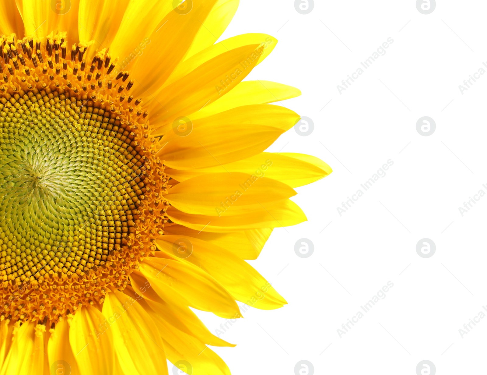 Photo of Beautiful bright sunflower on white background