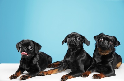 Photo of Adorable black Petit Brabancon dogs on white table against light blue background